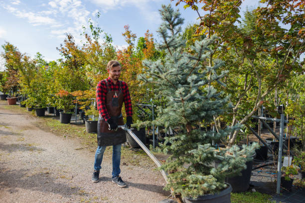 Best Residential Tree Removal  in Havre, MT